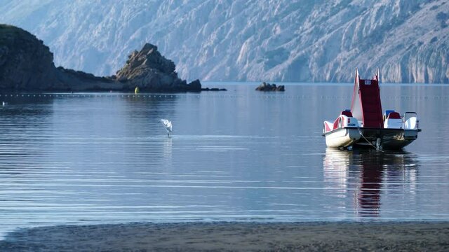 A white heron on Lopar beach seems to be dancing in the water, he is fishing.