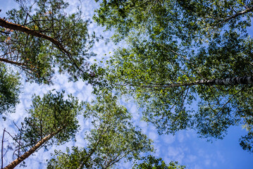 Green branches of trees above against the sky
