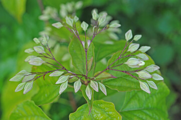 Flowers of Clerodendrum trichotomum (harlequin glorybower, glorytree or peanut butter tree) plant