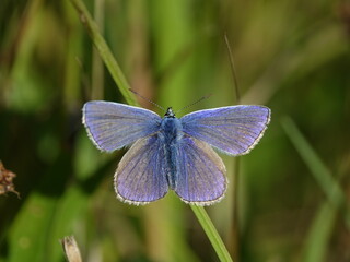 male common blue butterfly (Polyommatus icarus)