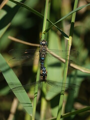 paired up migrant hawker dragonflies (Aeshna mixta)