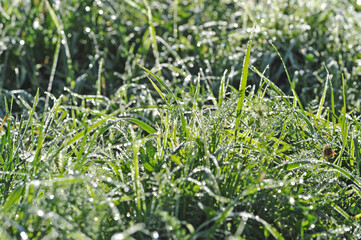 Dew on the grass in the field
