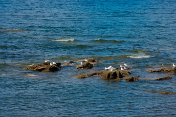 Fototapeta premium Seagulls on the rocks in Llanquihue Lake. Frutillar Bajo, Chile