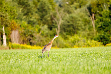 Mature Sandhill Crane (Grus Canadensis) at distance in a hayfield during late summer, selective focus, background and foreground blur
