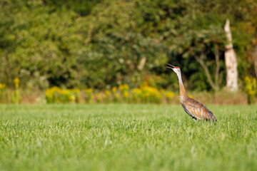 Obraz na płótnie Canvas Mature Sandhill Crane (Grus Canadensis) at distance in a hayfield during late summer, selective focus, background and foreground blur 