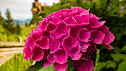 Wonderful splendor of a pink flower 