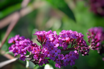 Purple flowers of Buddleja davidii (summer lilac, butterfly-bush)