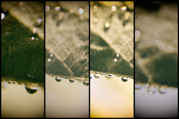 Collage in vintage style: water drops on a leaf