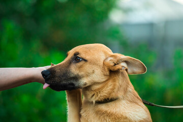 The dog gives a paw to the owner and shows him his tongue, funny meme photo