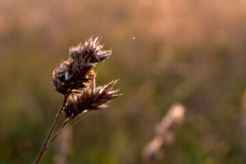 ear of sedge in the field