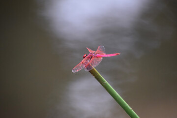 Dragonfly  grasshopper on a flower 