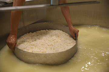 Worker separating curd from whey in tank at cheese factory, closeup