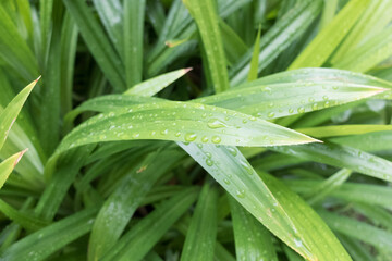Obraz premium close up rain drops on a leaf extreme close up shot