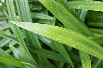 close up green grass with water drop fresh after rain