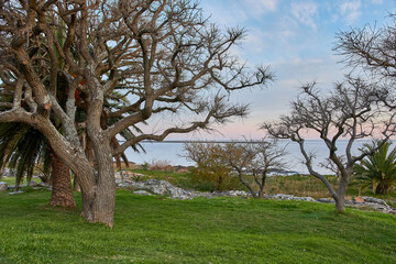 natural park on the coast of the river with trees against the water in Colonia Uruguay