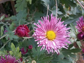 Fototapeta premium Beautiful fresh pink chrysanthemum colorful flowers in summer autumn garden daylight close up background wallpaper with negative space for text
