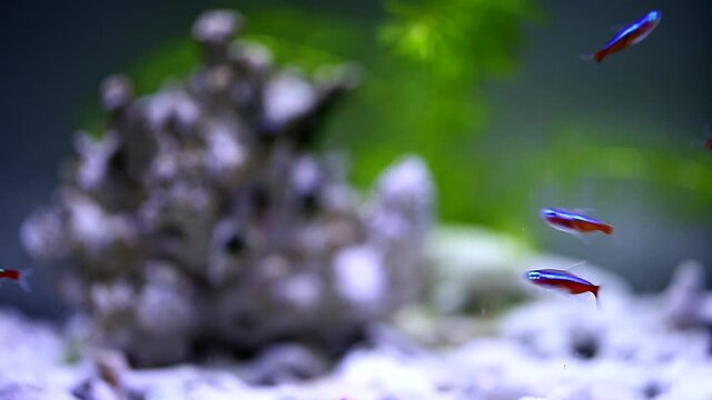cardinal neon fish in the aquarium
