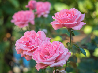 ROSE QUEEN ELIZABETH