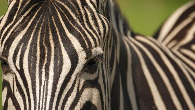 Front view, close up of zebra eyes and face, Addo Park, South Africa
