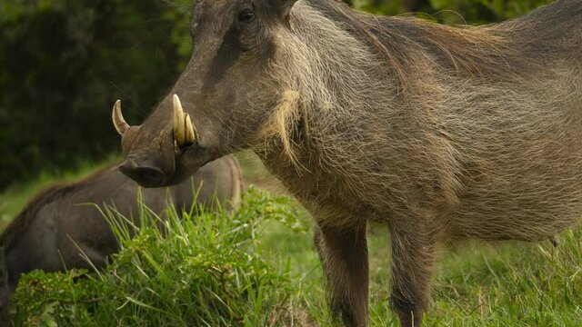 Close up of warthog with tusks eating grass on the plains of South Africa