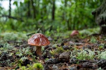 Orange-cap boletus in the rain, in the forest, on a summer day. Delicious, wild edible mushroom Leccinum aurantiacum.