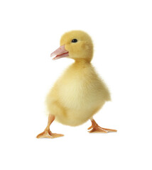 Cute fluffy gosling on white background. Farm animal