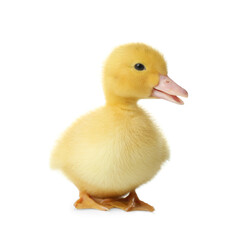 Cute fluffy gosling on white background. Farm animal