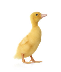 Cute fluffy gosling on white background. Farm animal