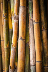Bamboo background