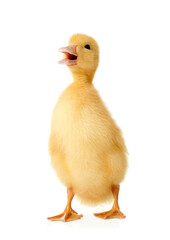 Cute fluffy gosling on white background. Farm animal