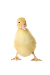 Cute fluffy gosling on white background. Farm animal