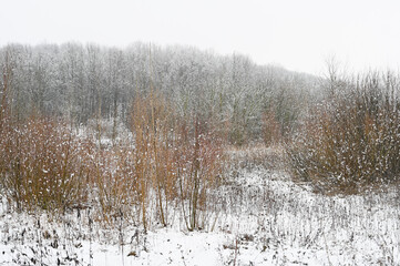 landscape of frozen snowy forest