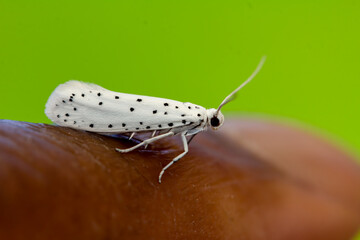 Newly hatched adult ermine moth, yponomeutidae, in the UK