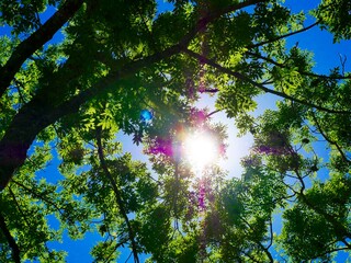 Sonne scheint durch Laub, blauer Himmel