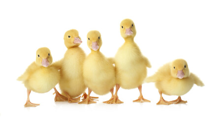 Cute fluffy goslings on white background. Farm animals