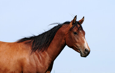 Fototapeta premium Zweijähriger American Quarter Horse Hengst