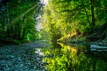 beautiful forest river in the morning 