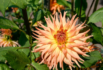 orange dahlia flower in garden
