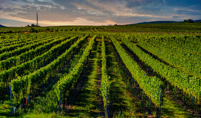 Fototapeta premium sunset over the green vineyards