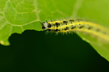 The green shaggy caterpillar eats fresh foliage. Macro photography. A small depth of field.