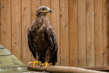 Orzeł stepowy Aquila nipalensis w pełnej klasie © PeterG