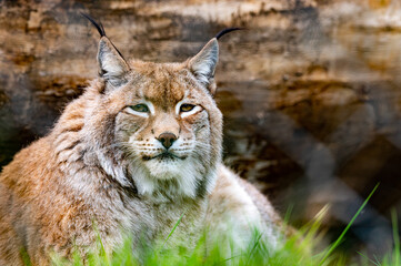 Luchs