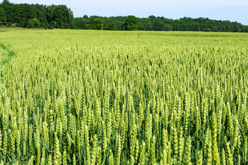 Wheat ears. A field sown with wheat and.