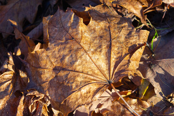Dry autumn foliage