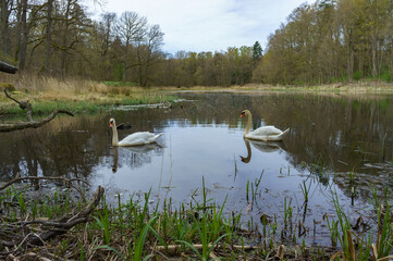 Swans on the pond. Waterfowl white birds on the lake. Large swans on a forest river. Large swans on the sea. Swans on the pond in the fall.
