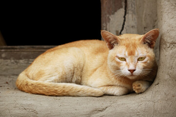 Image of a Cat from my village home