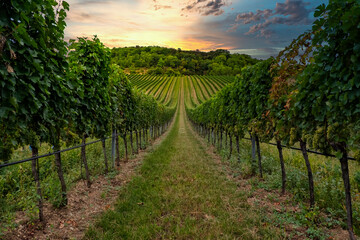 Fototapeta na wymiar sunset over the green vineyards