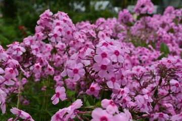 Blooming pink Phlox in the garden close-up. Large inflorescences.
