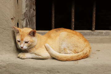 Image of a Cat from my village home