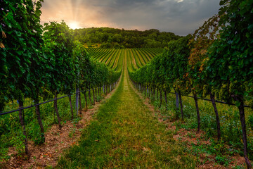 beautiful green vineyard rows at sunset 